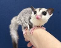 フクロモモンガの画像7