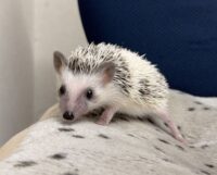 ハリネズミ（国産ベビー：パイド♀）の画像9