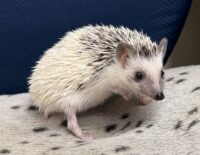 ハリネズミ（国産ベビー：パイド♀）の画像4