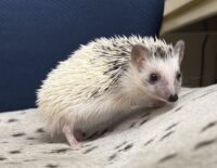 ハリネズミ（国産ベビー：パイド♀）の画像6