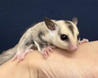 フクロモモンガの画像9