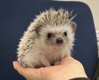 ハリネズミ（国産：チャコール♂  ）の画像2
