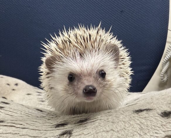 ハリネズミ（国産：チャコール♂  ）のメイン画像