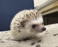 ハリネズミ（国産：チャコール♂  ）の画像3