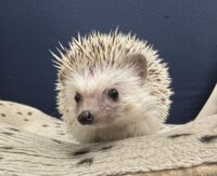 ハリネズミ（国産：チャコール♂  ）の画像1