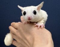 ピュアホワイト♀の画像6