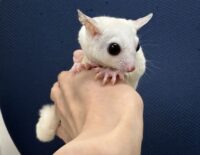 ピュアホワイト♀の画像4