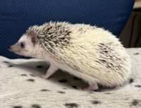 ハリネズミ（国産ベビー：パイド♀）の画像11