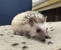 ハリネズミ（国産ベビー：パイド♀）の画像8