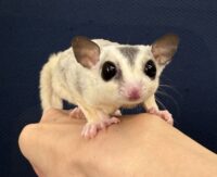 ホワイトモザイク♂の画像8