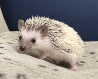 ハリネズミ（国産ベビー：パイド♀）の画像9