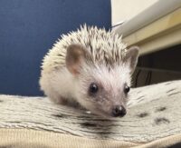 ハリネズミ（国産ベビー：パイド♀）の画像1