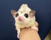 ホワイトモザイク♂の画像5