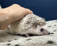 ハリネズミ（国産ベビー：パイド♀）の画像3