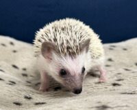 ハリネズミ（国産ベビー：パイド♀）の画像10