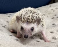 ハリネズミ（国産ベビー：パイド♀）の画像6