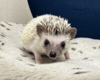 ハリネズミ（国産ベビー：パイド♀）の画像2