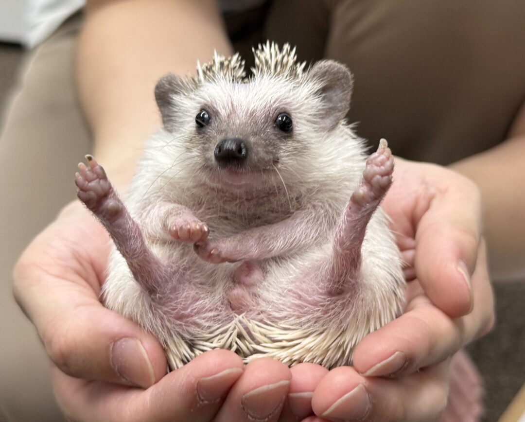 ハリネズミ（国産ベビー：パイド♀）のメイン画像