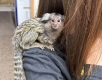 超レア！国産コモンマーモセットのベビーの画像1