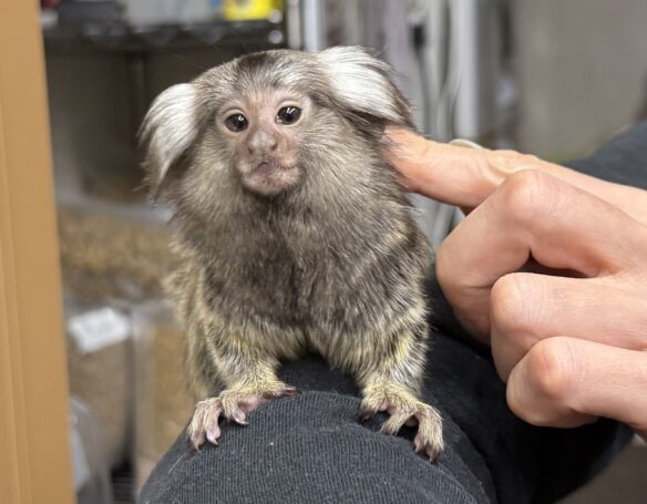 超レア！国産コモンマーモセットのベビーのメイン画像