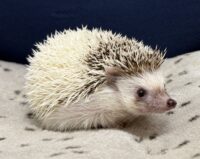 ハリネズミ（国産：パイド♂）の画像1