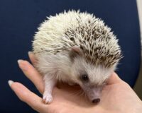 ハリネズミ（国産：パイド♂）の画像10