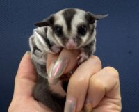 フクロモモンガの画像4