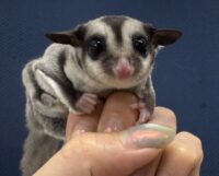 フクロモモンガの画像2