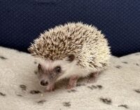ハリネズミ(当店産ベビー:パイド♀ )(copy)の画像6