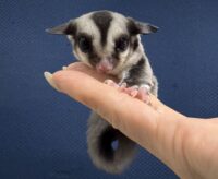 フクロモモンガの画像7