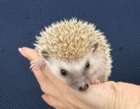 ハリネズミ(当店産ベビー:シナモンパイド♂)の画像4