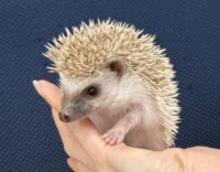 ハリネズミ（当店産ベビー：シナモンパイド♂）の画像1