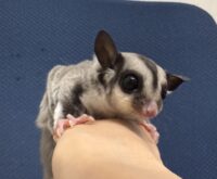 フクロモモンガの画像5