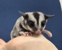 フクロモモンガの画像3