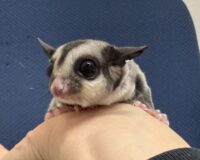 フクロモモンガの画像8