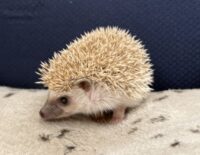 ハリネズミ(当店産ベビー:シナモンパイド♂)の画像5