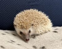 ハリネズミ(当店産ベビー:シナモンパイド♂)の画像6