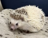 ハリネズミ（国産：パイド♂）の画像4