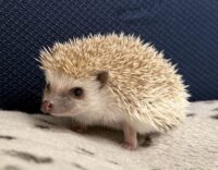 ハリネズミ(当店産ベビー:シナモンパイド♂)の画像8