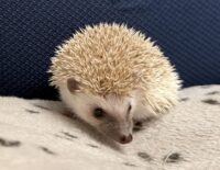 ハリネズミ(当店産ベビー:シナモンパイド♂)の画像9