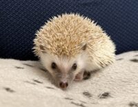 ハリネズミ（当店産ベビー：シナモンパイド♂）の画像3