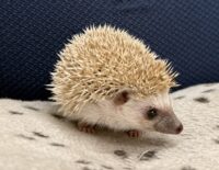 ハリネズミ（当店産ベビー：シナモンパイド♂）の画像2
