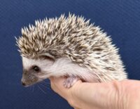 ハリネズミ(当店産ベビー:パイド♀ )の画像3