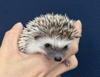 ハリネズミ(当店産ベビー:パイド♀ )の画像5