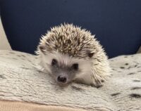 ハリネズミ(当店産ベビー:パイド♀ )の画像11