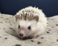 ハリネズミ（国産：パイド♂）の画像5