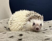 ハリネズミ（国産：パイド♂）の画像6