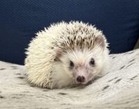 ハリネズミ（国産：パイド♂）の画像7