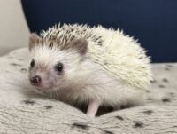 ハリネズミ（国産：パイド♂）の画像2