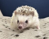 ハリネズミ（国産：パイド♂）の画像9
